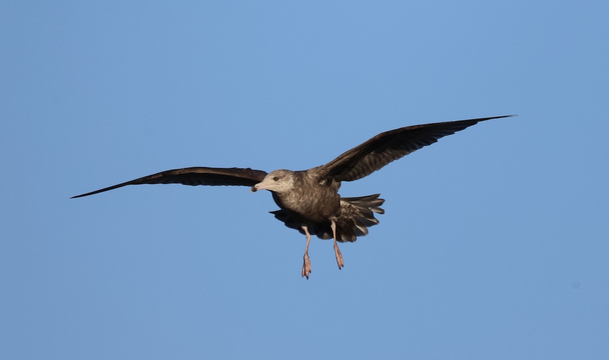 gull sp. - ML645985598