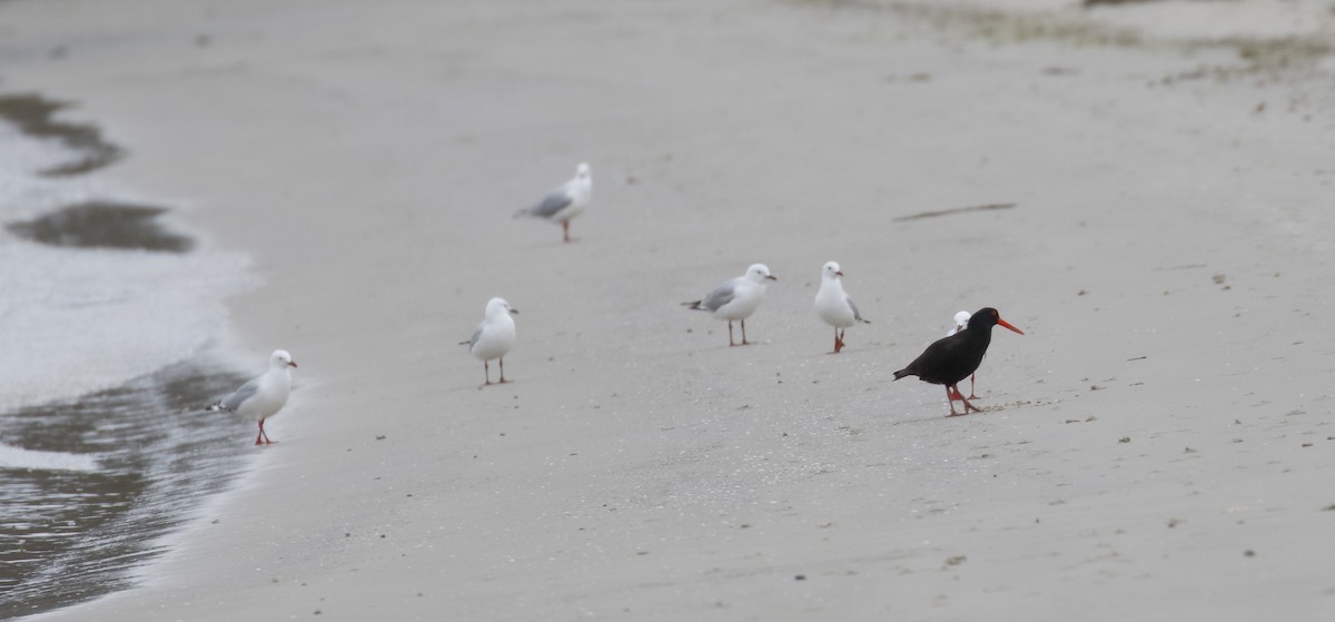 Sooty Oystercatcher - ML645985599