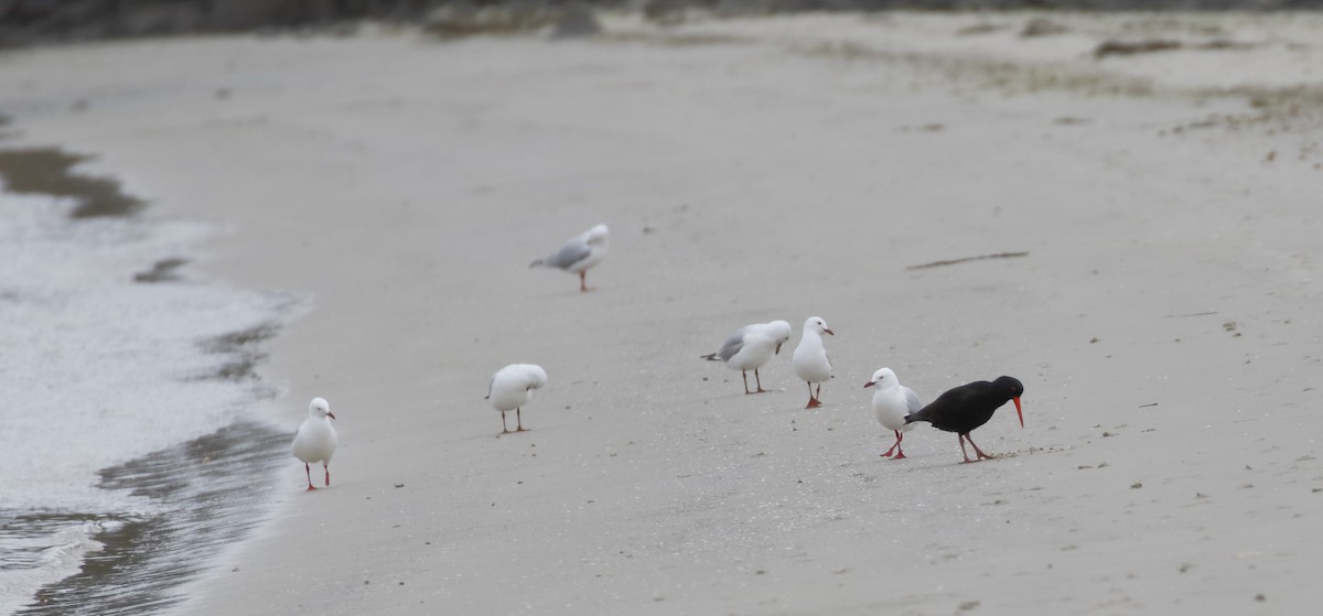 Sooty Oystercatcher - ML645985600