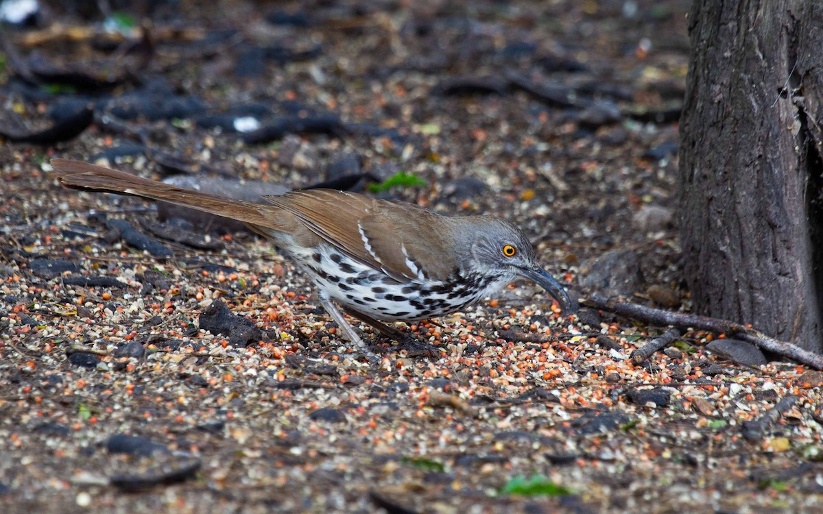Long-billed Thrasher - ML645985602