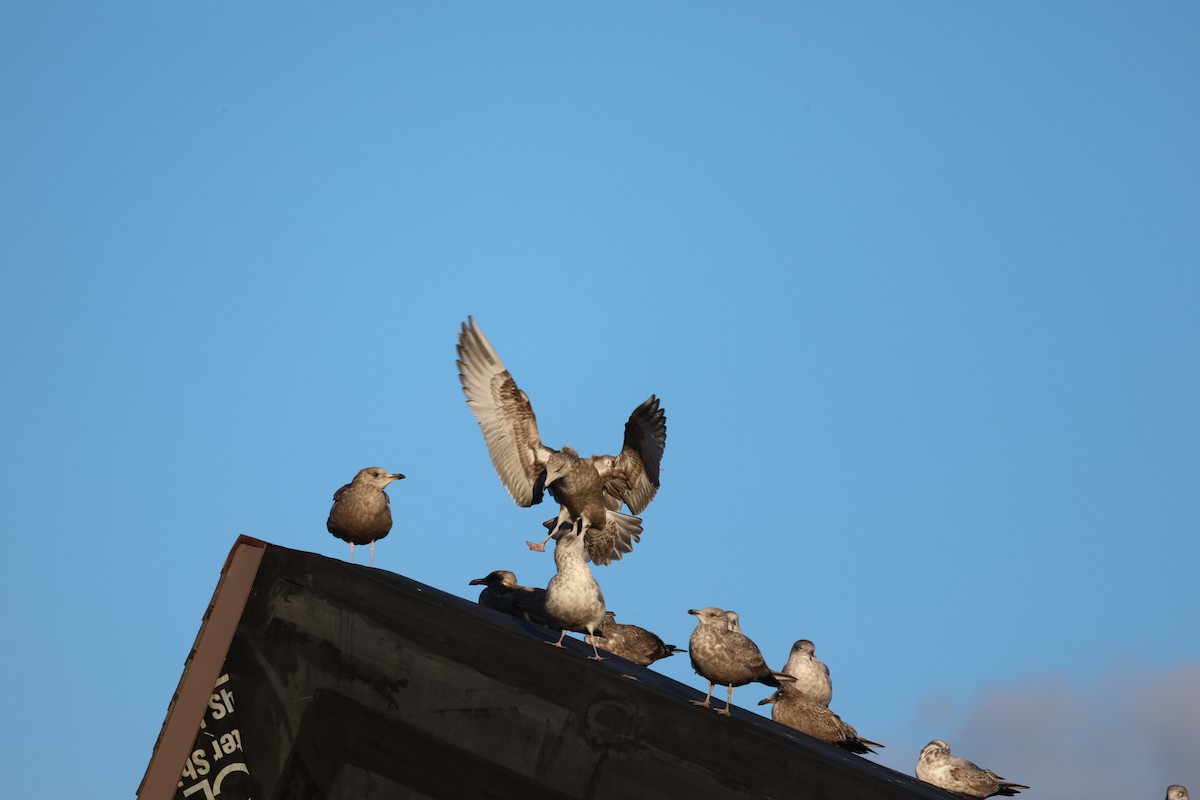 gull sp. - ML645985603