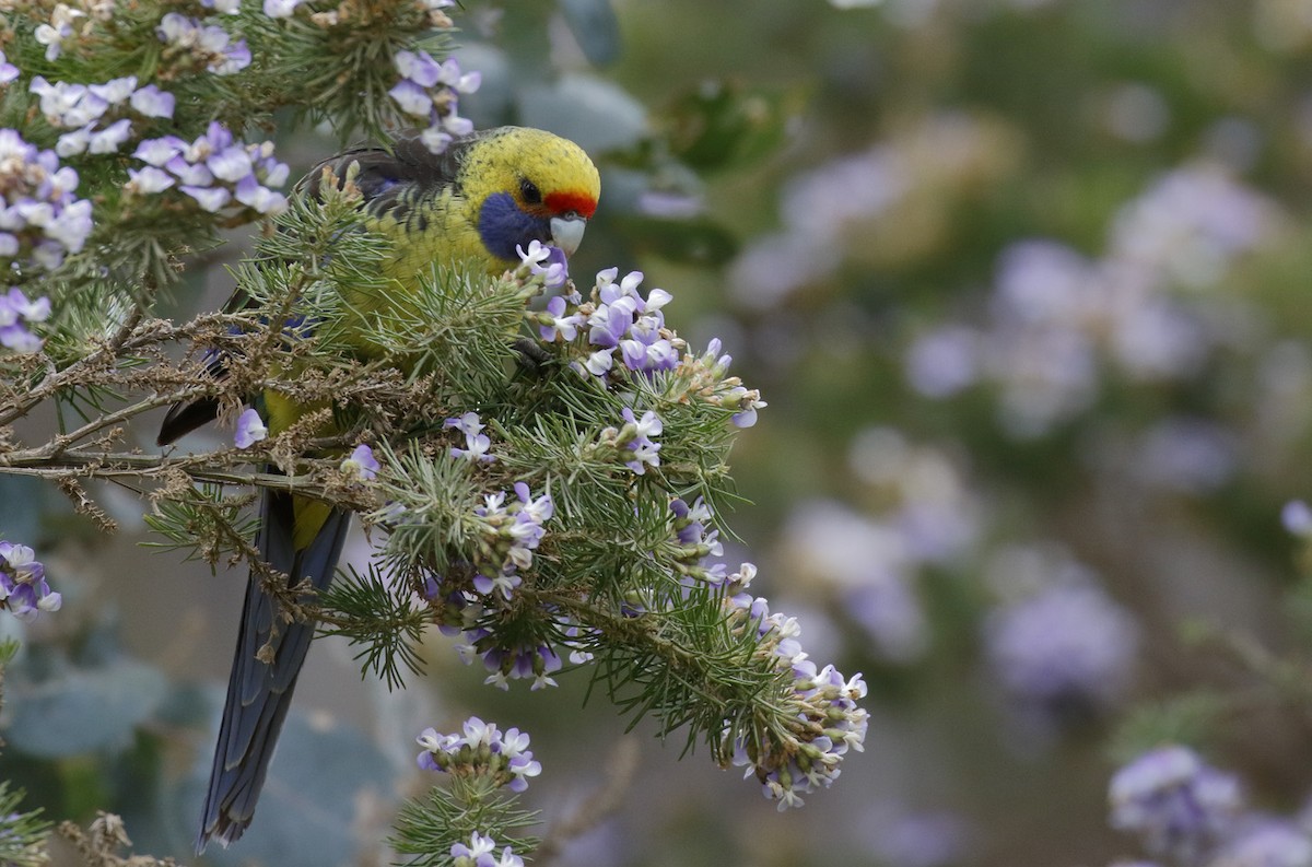 Green Rosella - ML645985604