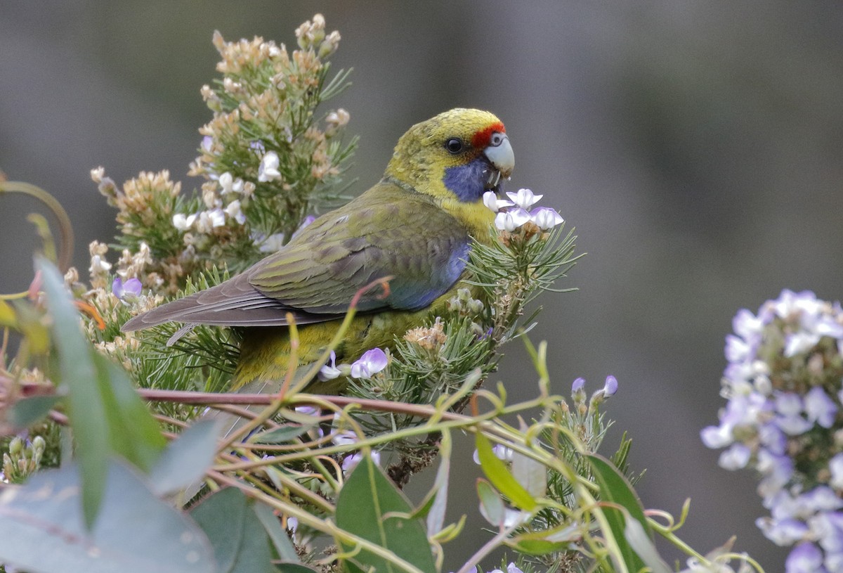 Green Rosella - ML645985625