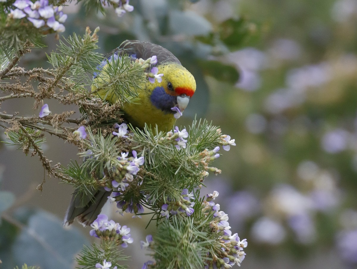Green Rosella - ML645985627