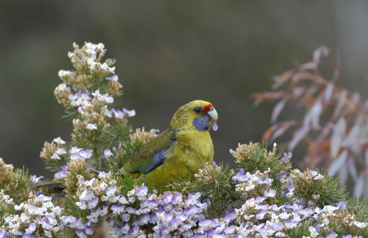 Green Rosella - ML645985630
