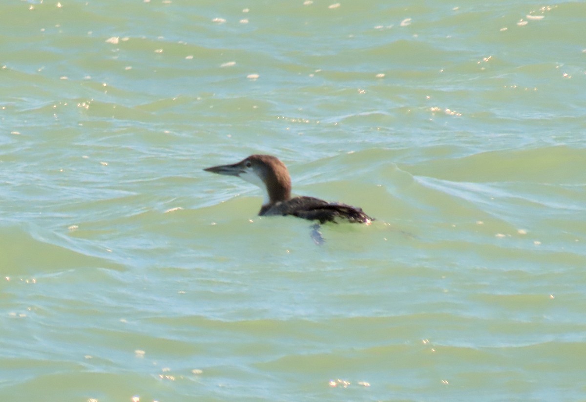 Buz Dalgıcı - ML645985636