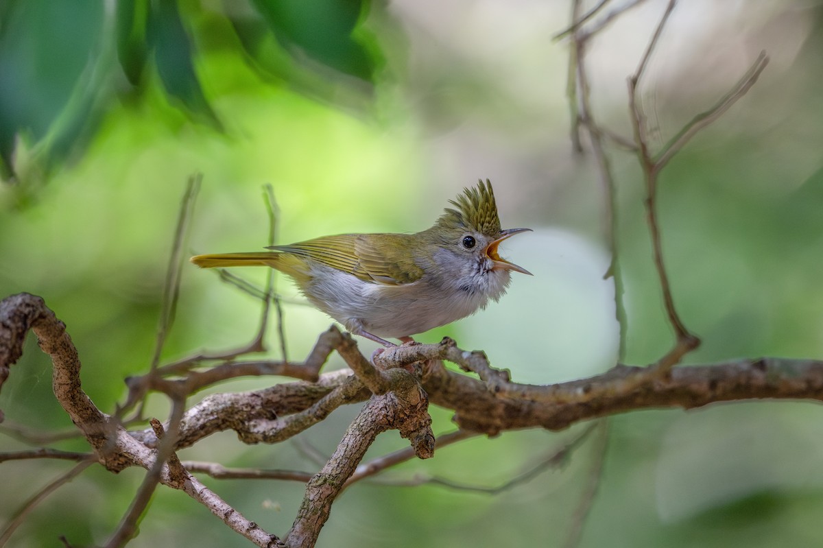 Haubenvireo - ML645985654