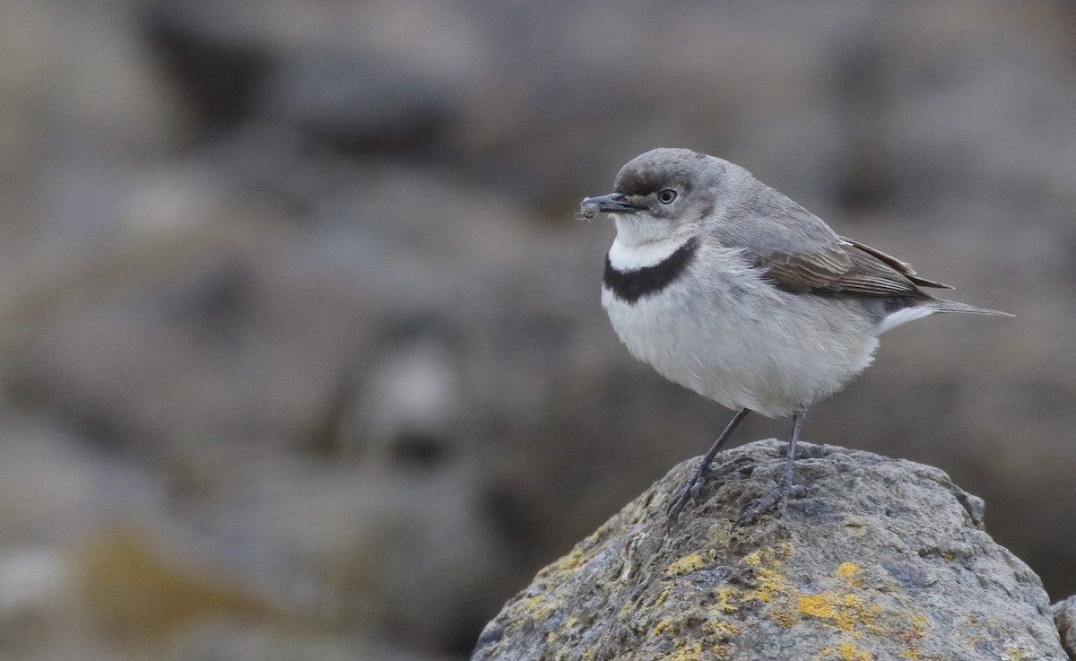 White-fronted Chat - ML645985655