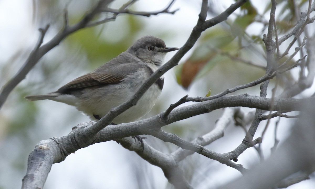 White-fronted Chat - ML645985662