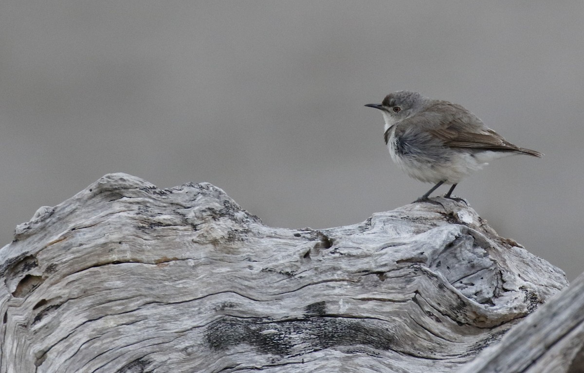 White-fronted Chat - ML645985663