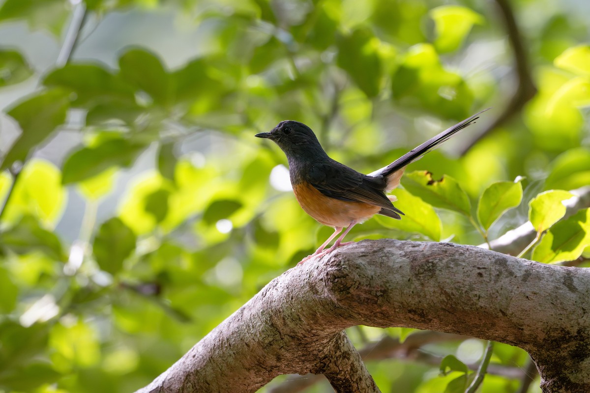 White-rumped Shama - ML645985664