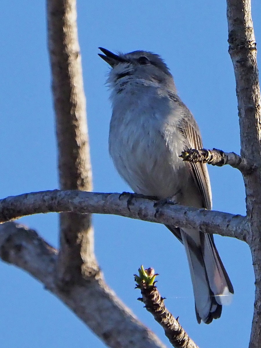 Gray Tit-Flycatcher - ML645985684