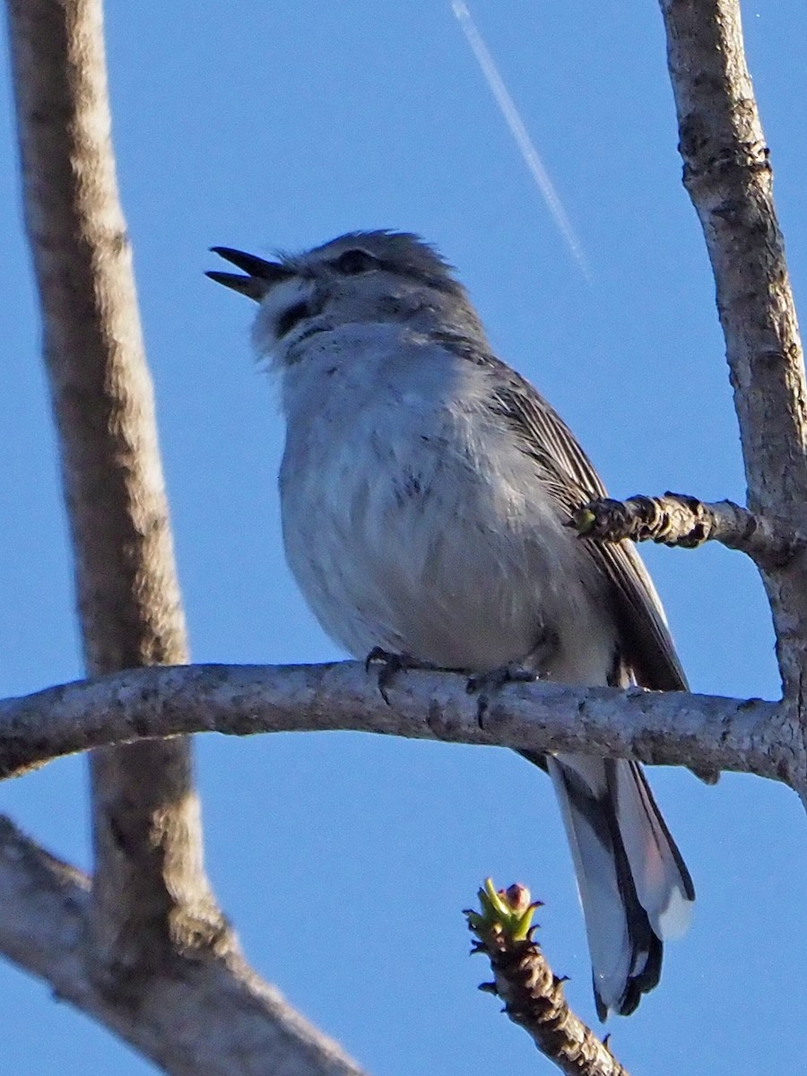 Gray Tit-Flycatcher - ML645985685