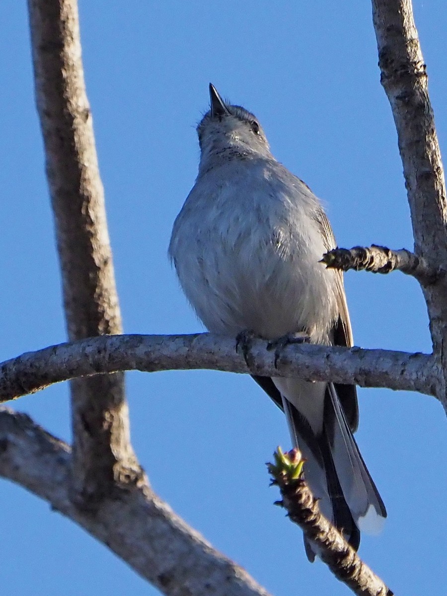 Gray Tit-Flycatcher - ML645985686
