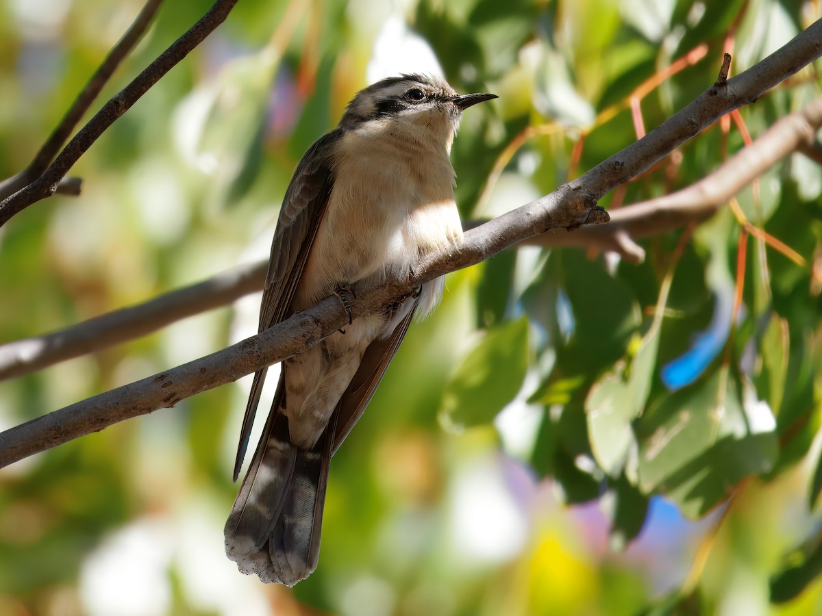 Black-eared Cuckoo - ML645985696