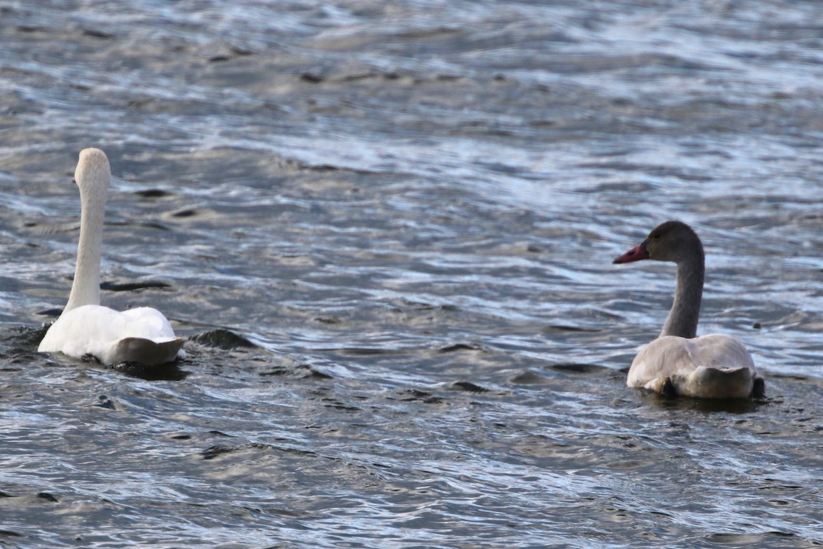 Tundra Swan (Whistling) - ML645985703