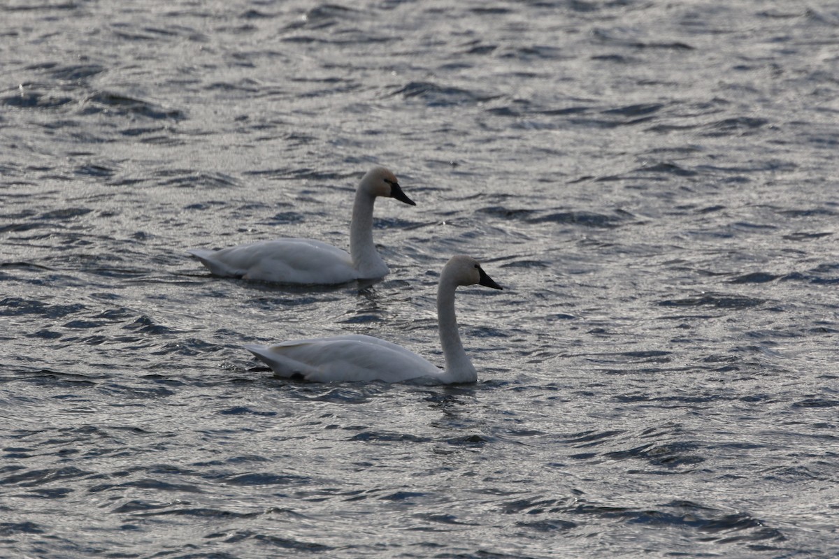 Tundra Swan (Whistling) - ML645985704