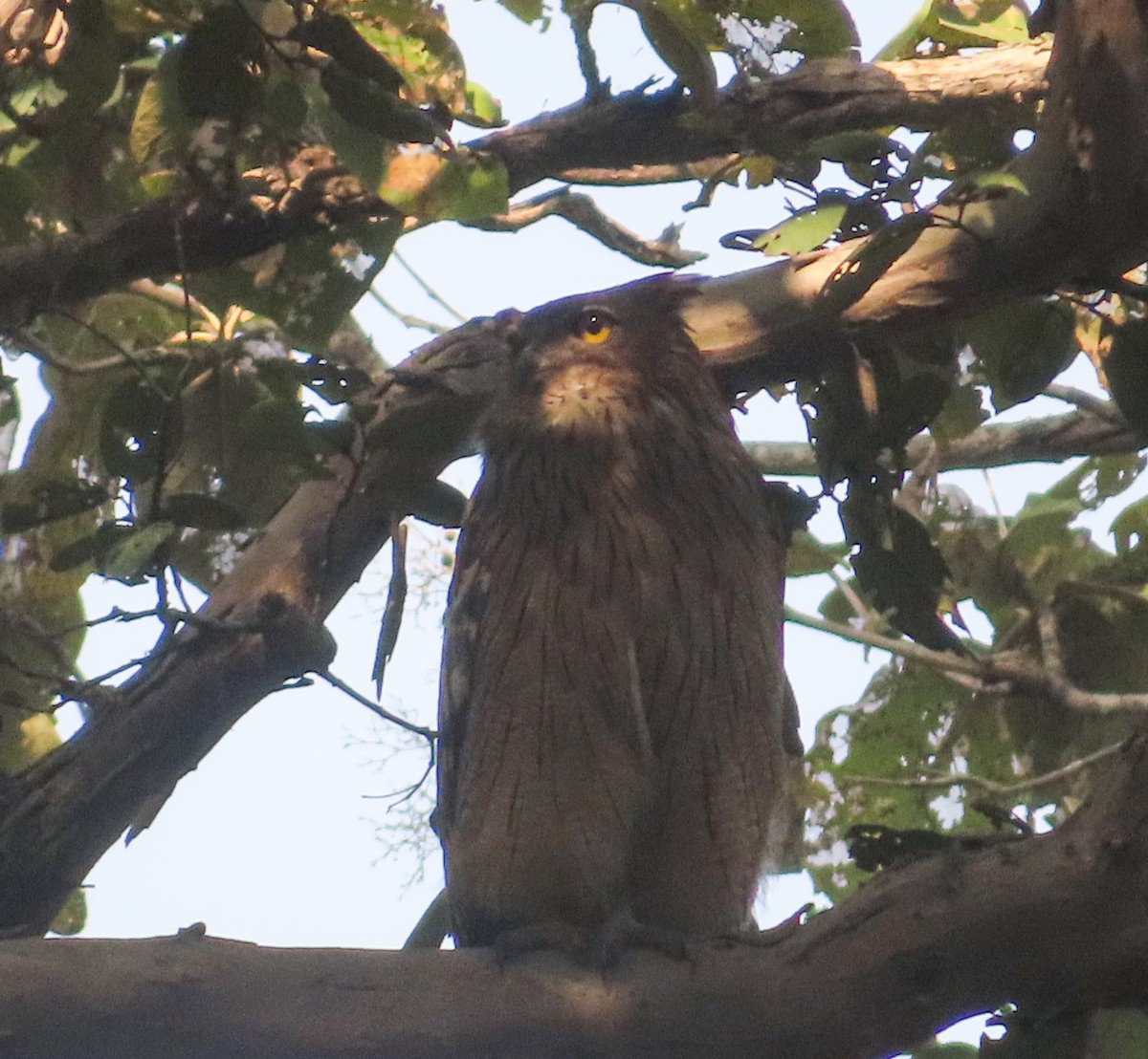 Búho Pescador de Sri Lanka - ML645985707