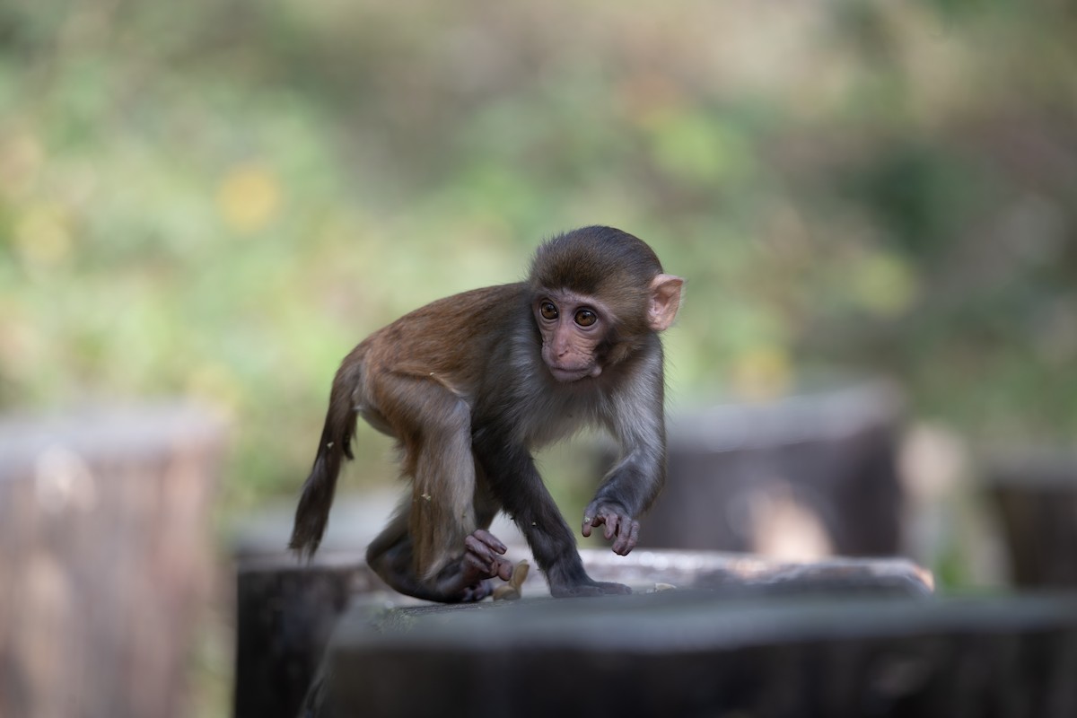 Mammals - ML645985711