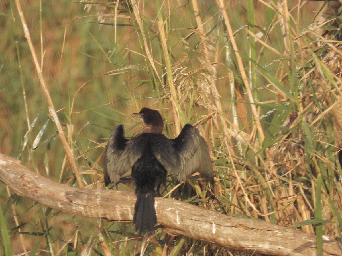 Pygmy Cormorant - ML645985712