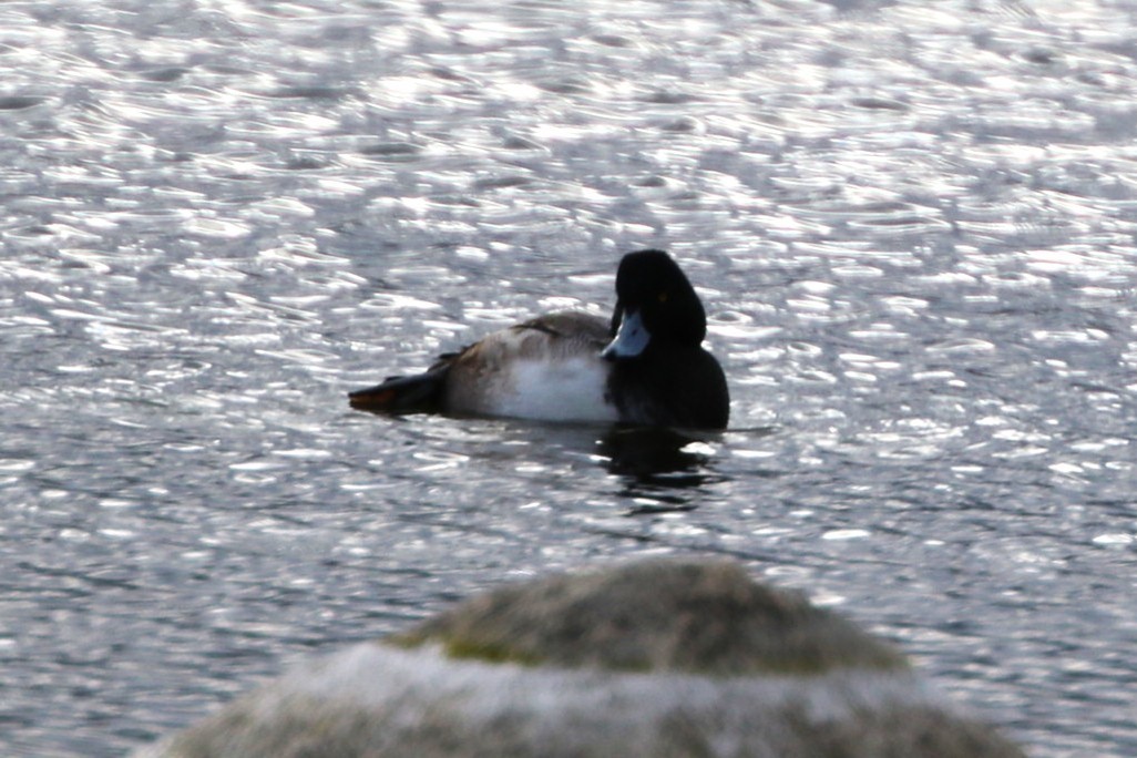 Greater Scaup - ML645985713