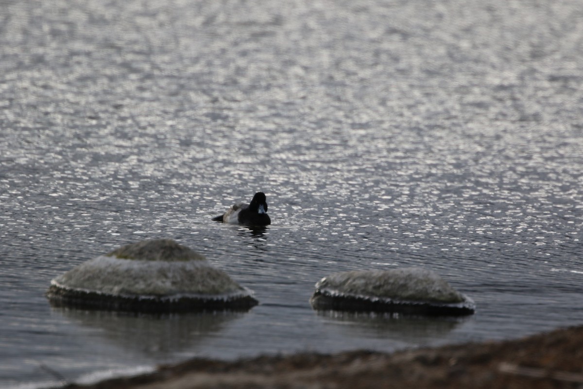 Greater Scaup - ML645985714