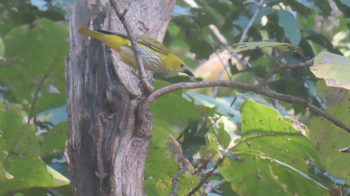 Вивільга індійська - ML645985715