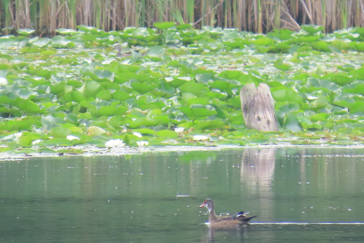 kachnička karolínská - ML645985720