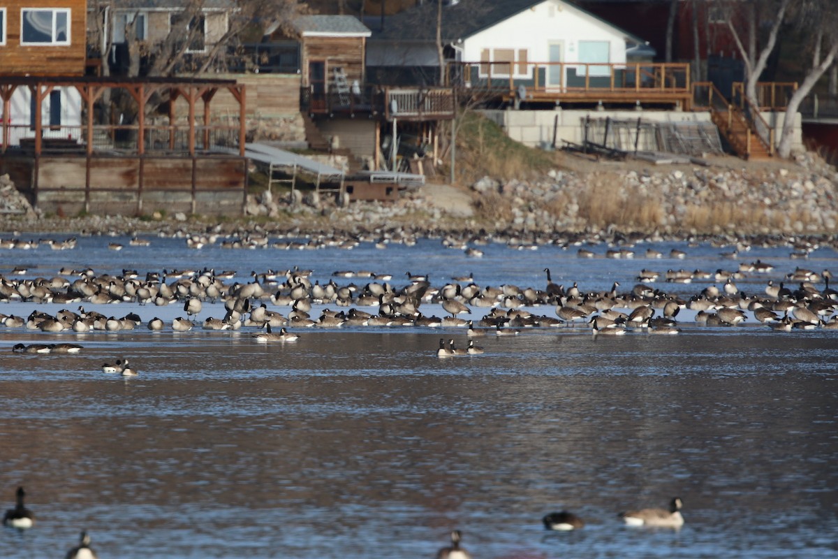 Canada Goose - ML645985721