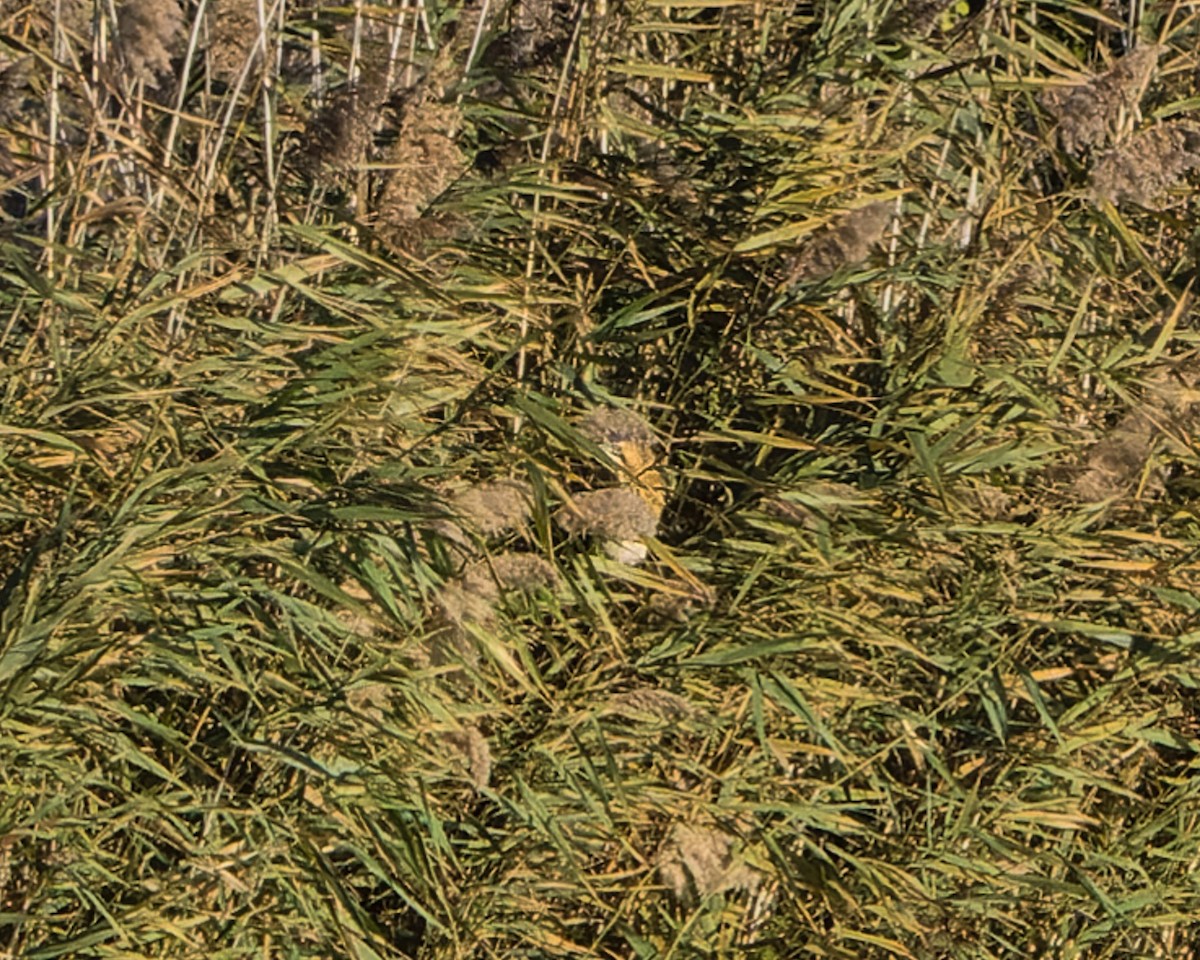 Усны бух шувуу - ML645985729