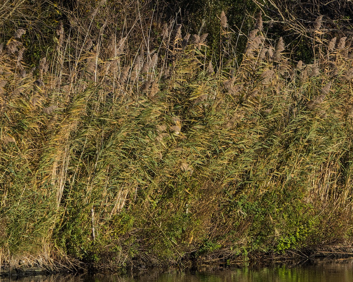 Усны бух шувуу - ML645985730