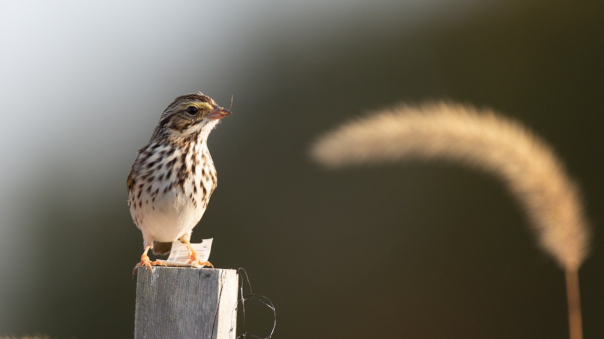 Savannah Sparrow - ML645985731