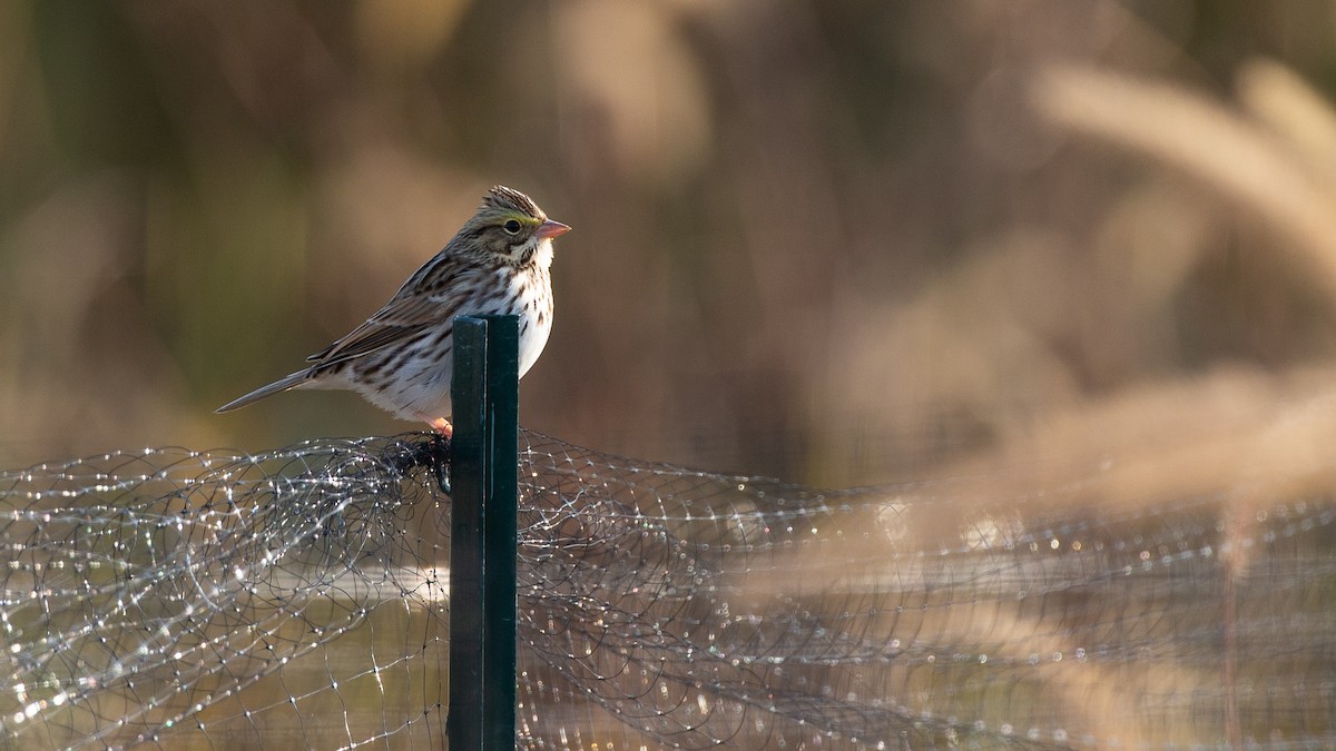 Savannah Sparrow - ML645985732