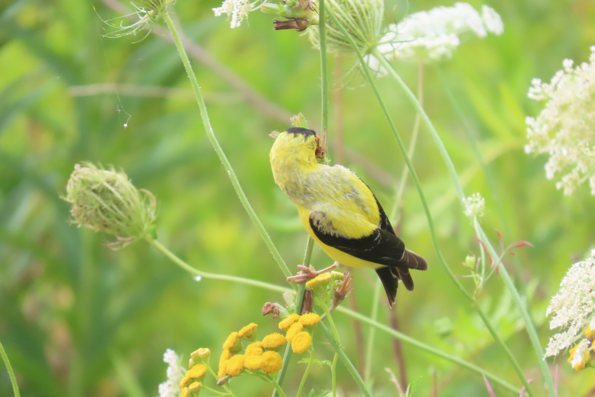 čížek žlutý - ML645985735