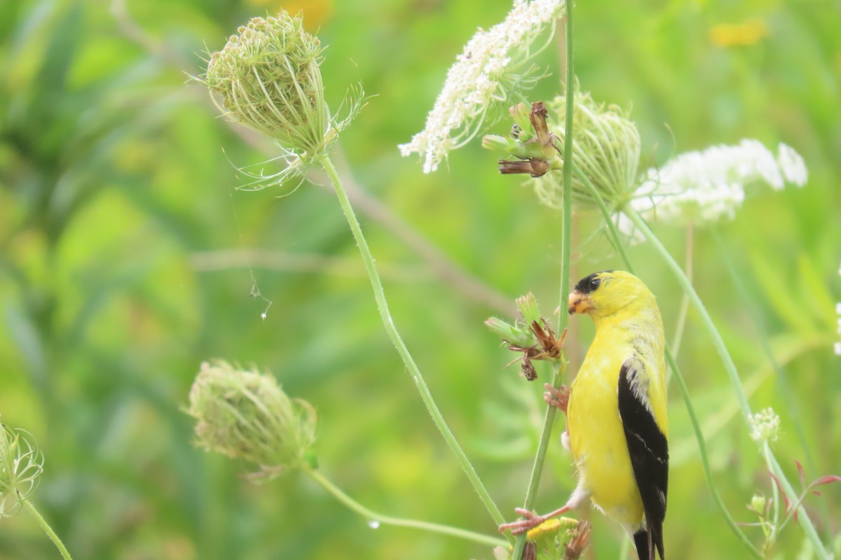 čížek žlutý - ML645985736