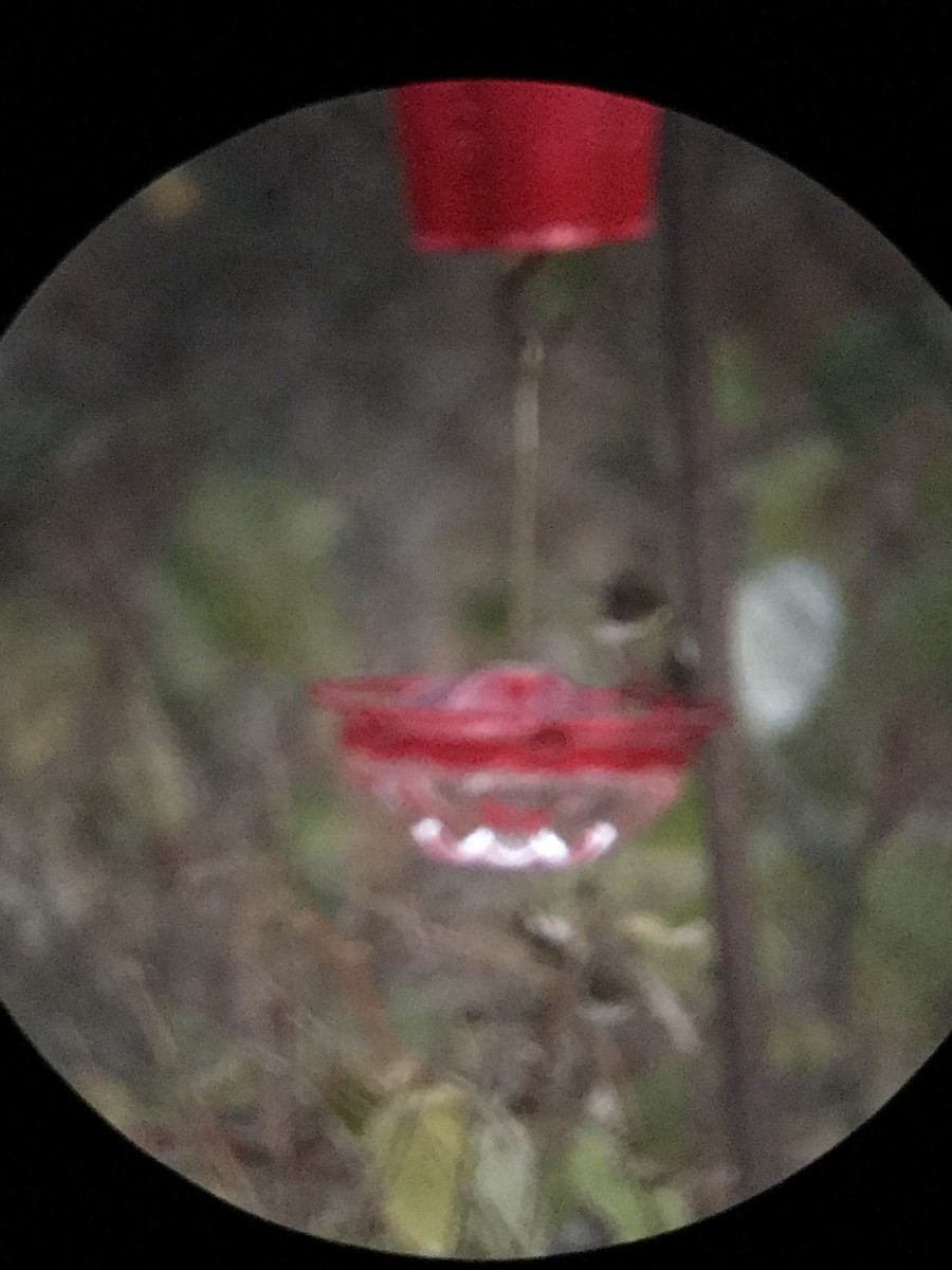 Ruby-throated Hummingbird - ML645985737