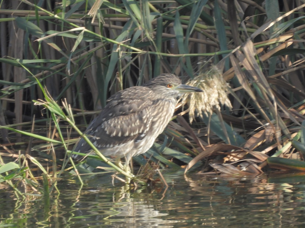 Black-crowned Night Heron - ML645985738