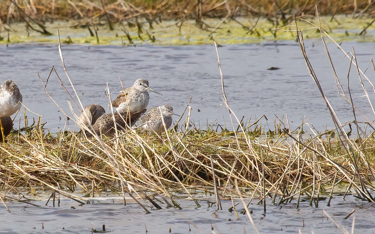 Pectoral Sandpiper - ML645985739