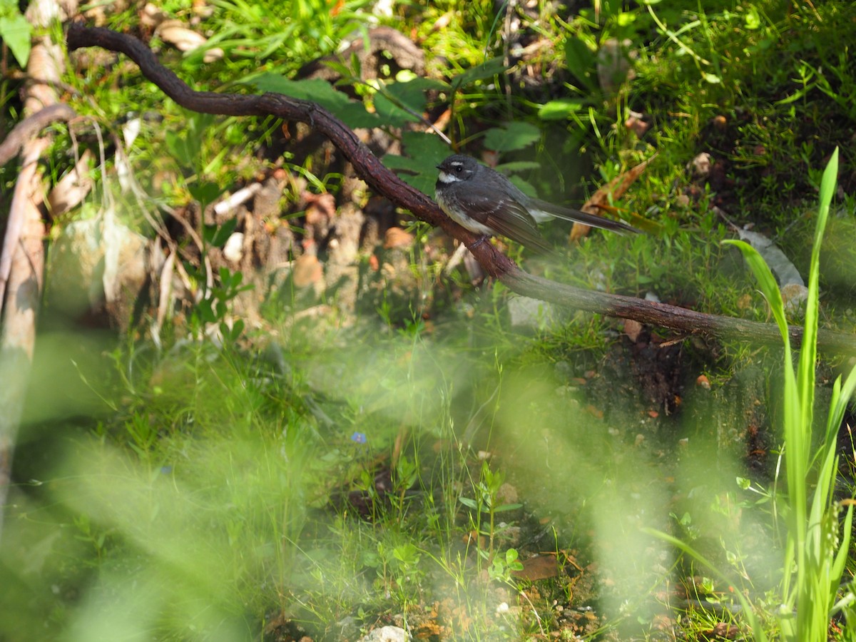 Gray Fantail - ML645985752