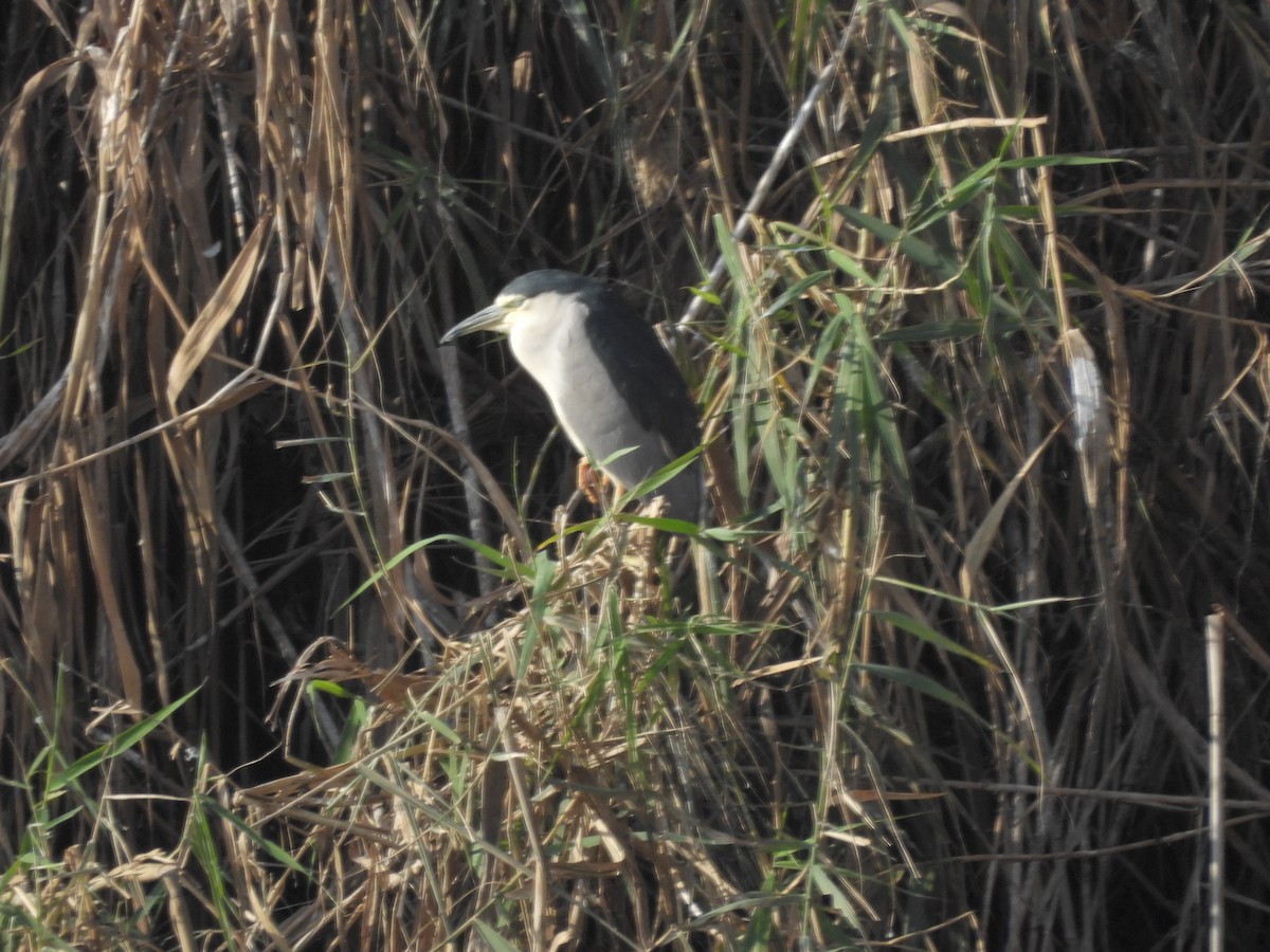 Black-crowned Night Heron - ML645985754