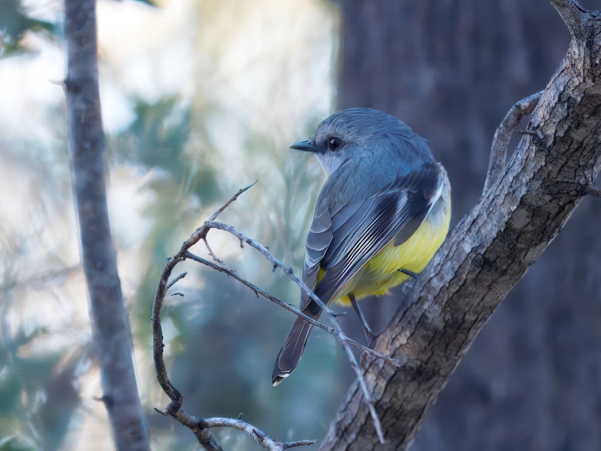 Eastern Yellow Robin - ML645985755