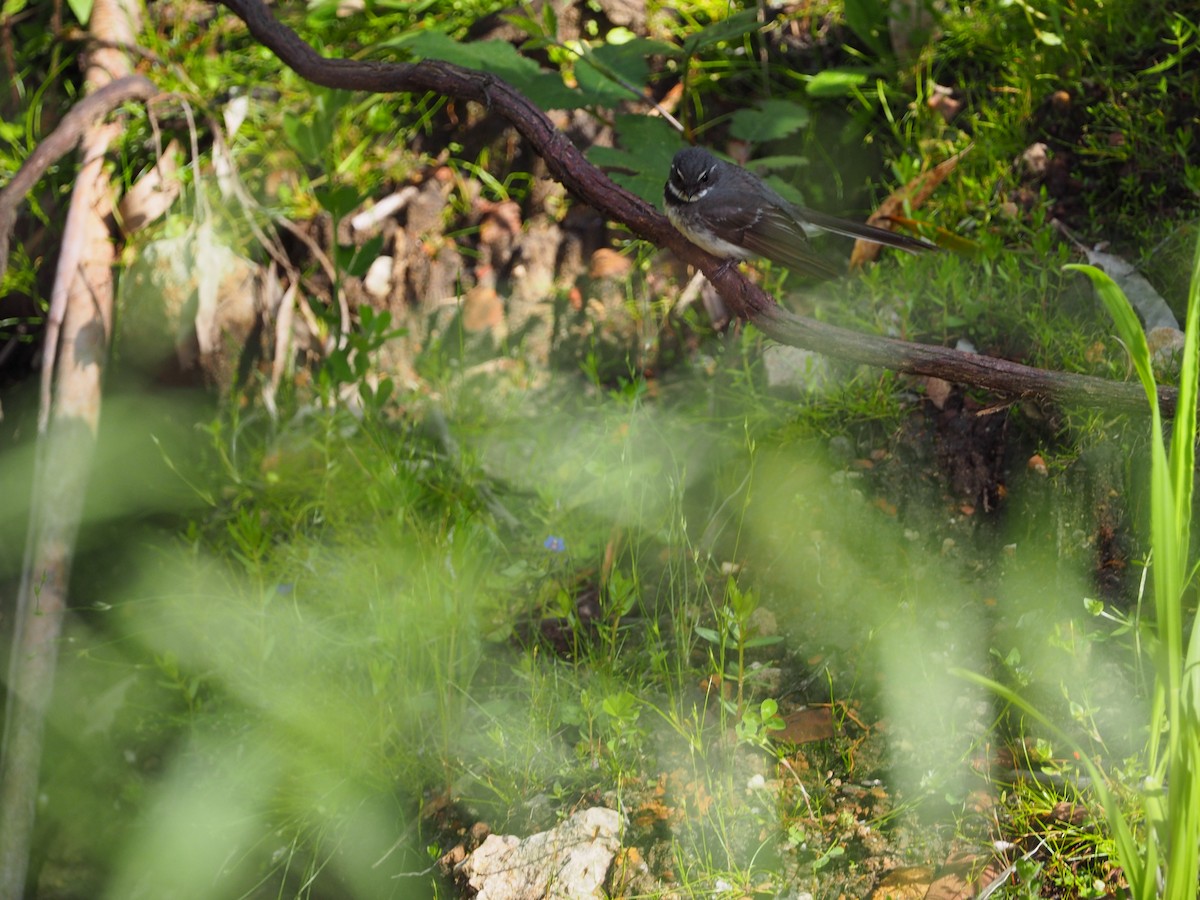 Gray Fantail - ML645985756