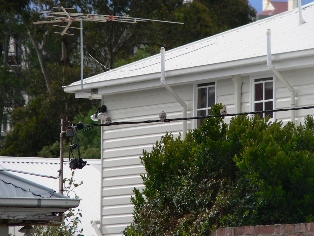 Spotted Dove - ML645985759