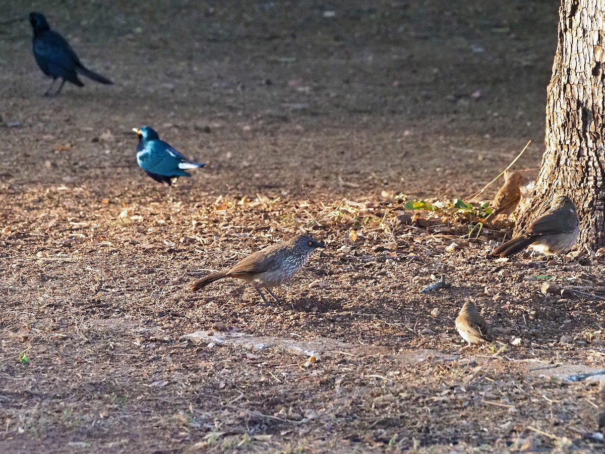 Arrow-marked Babbler - ML645985761