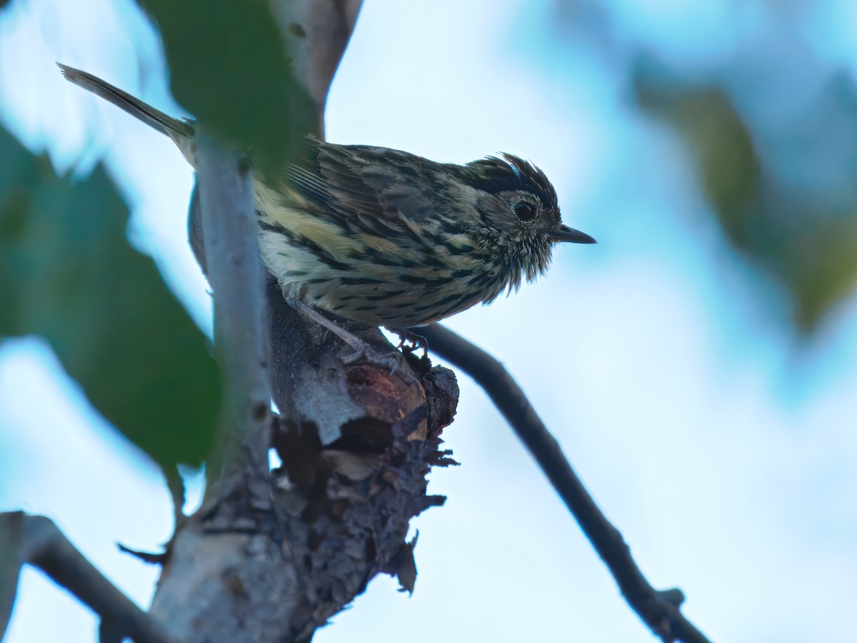 Speckled Warbler - ML645985763