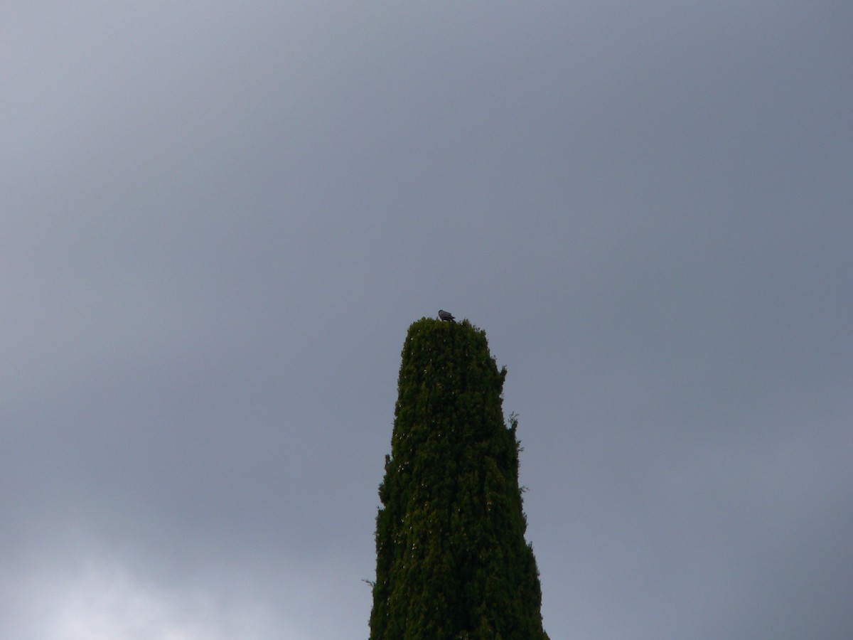 Forest Raven - ML645985765