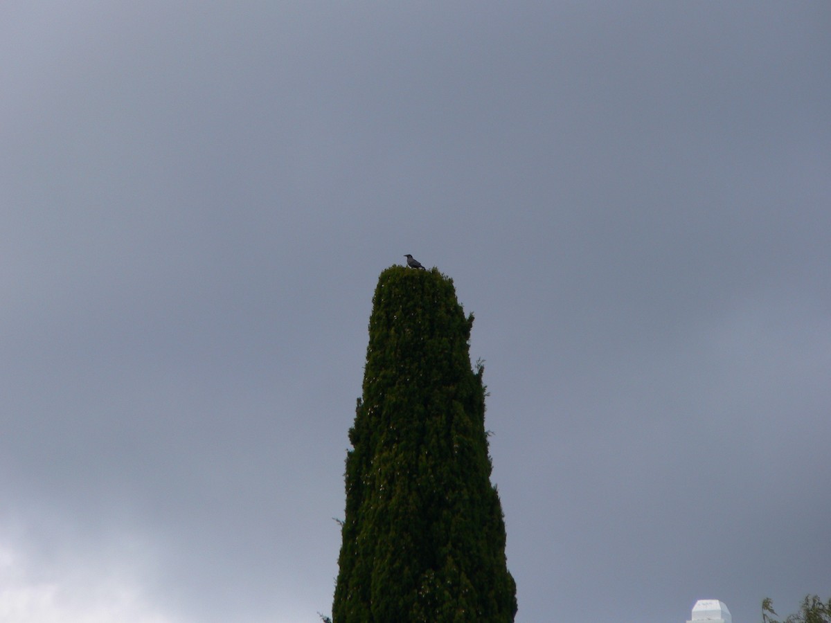 Forest Raven - ML645985766