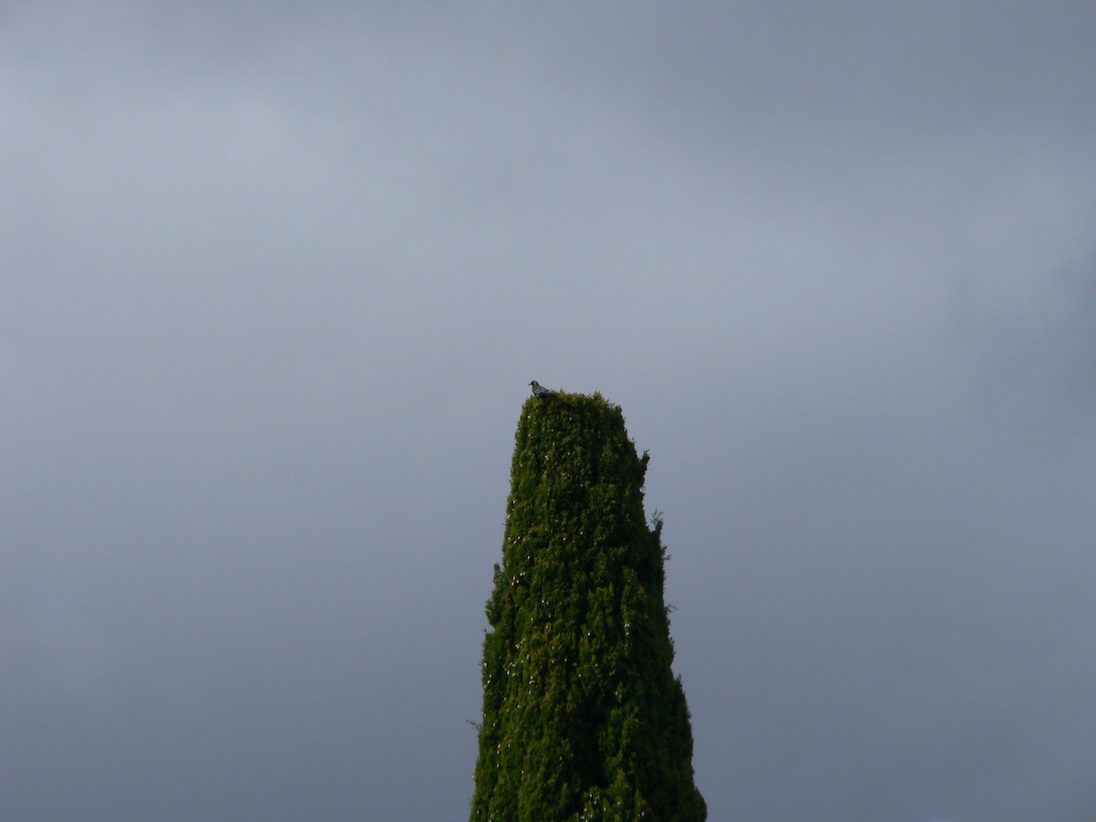 Forest Raven - ML645985767