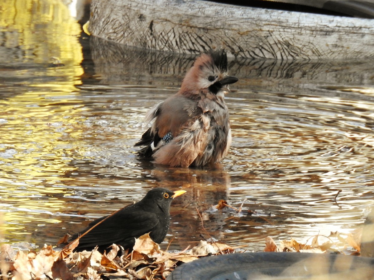 Eurasian Jay - ML645985768