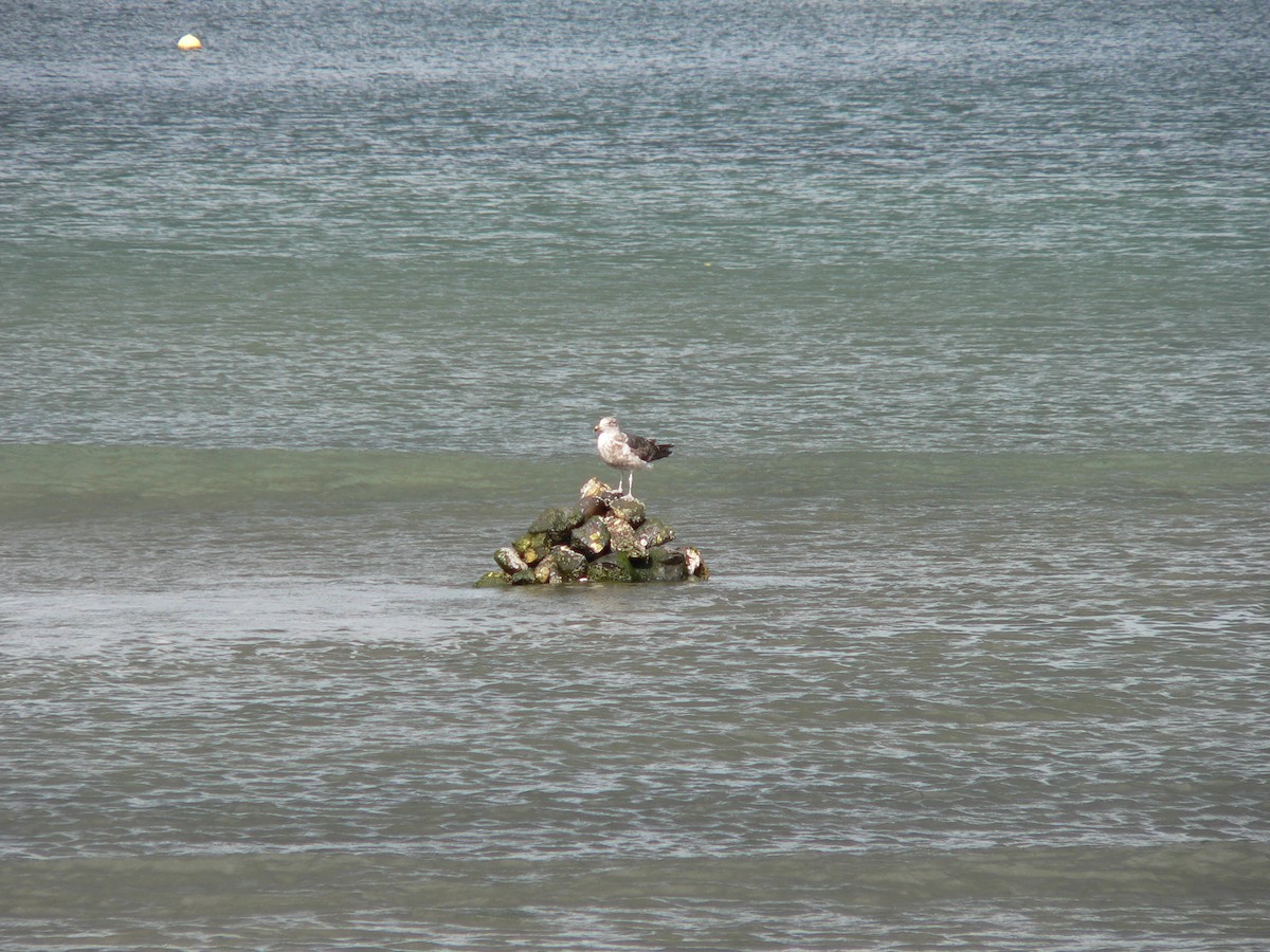 Kelp Gull - ML645985770